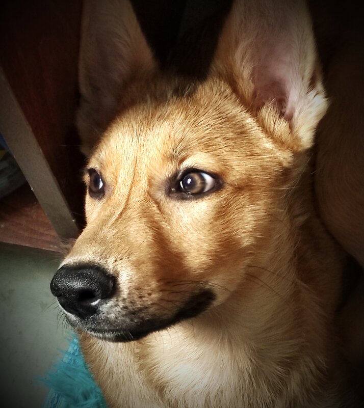 Лэдди - georg_and_edda_lch Лэдди - georg_and_edda_lch