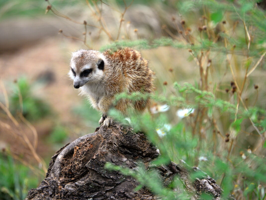 Сурикат - Наталья Музычук