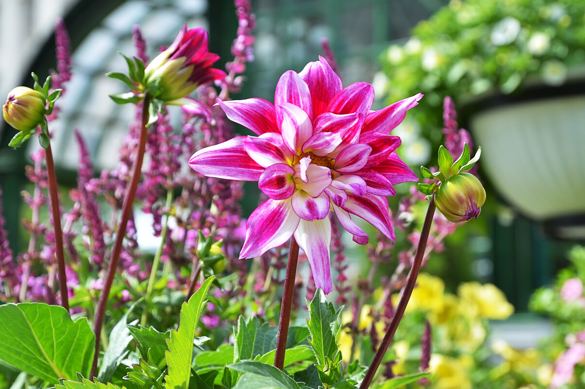 Георгин. - Валерий Пославский