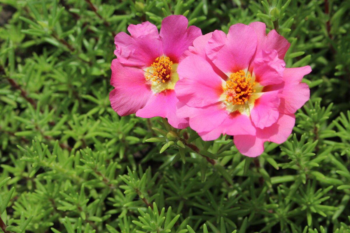 Первый портулак в этом году. 2023 - Alko37 Korol Первый портулак в этом году. 2023 - Alko37 Korol