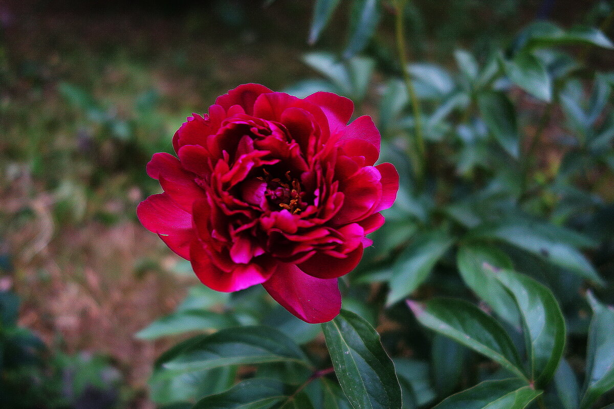 Пион - Маргарита Батырева Пион - Маргарита Батырева