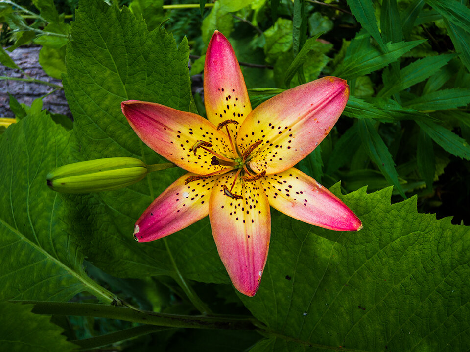 *№* - Александр 