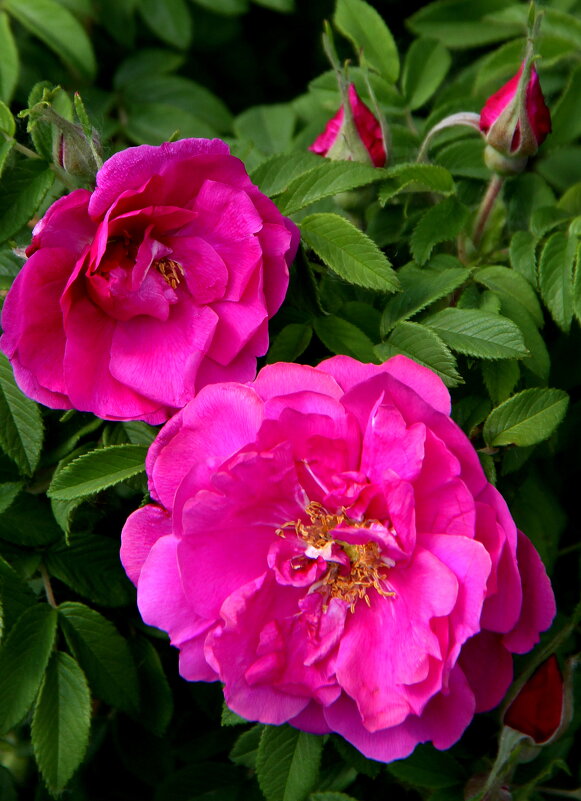 Лето - Vlad Сергиевич