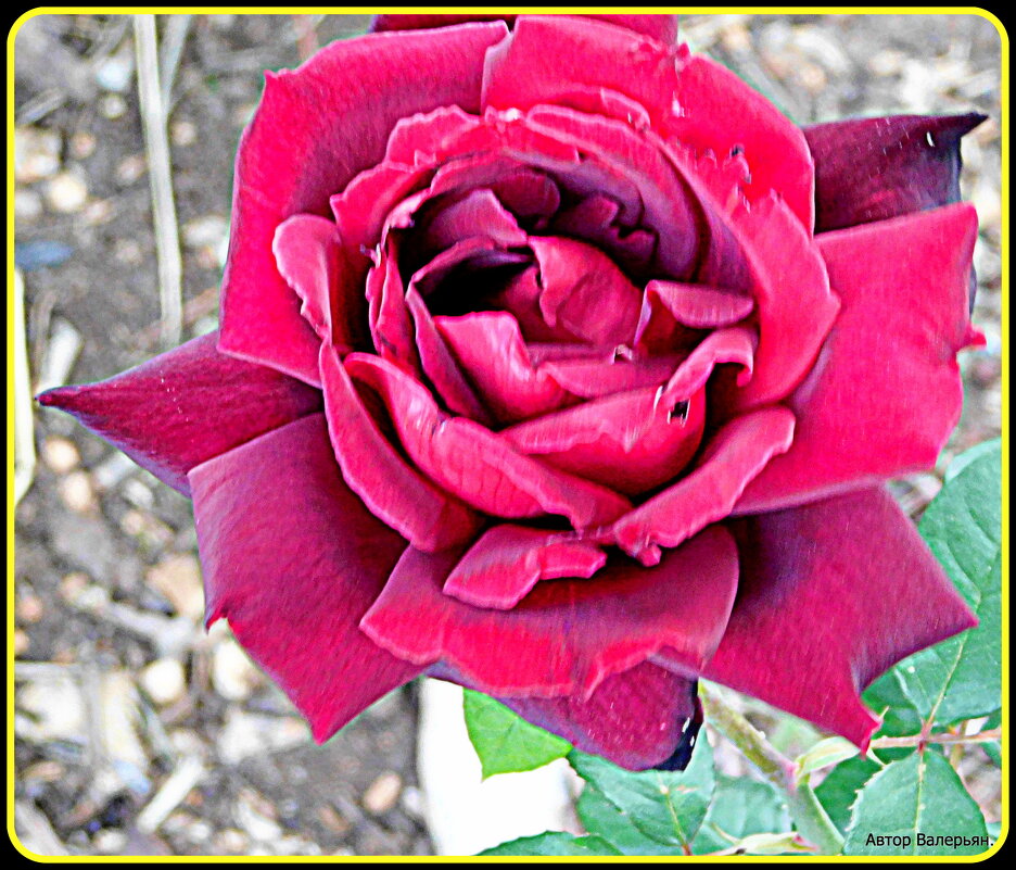 О розах. - Валерьян Запорожченко