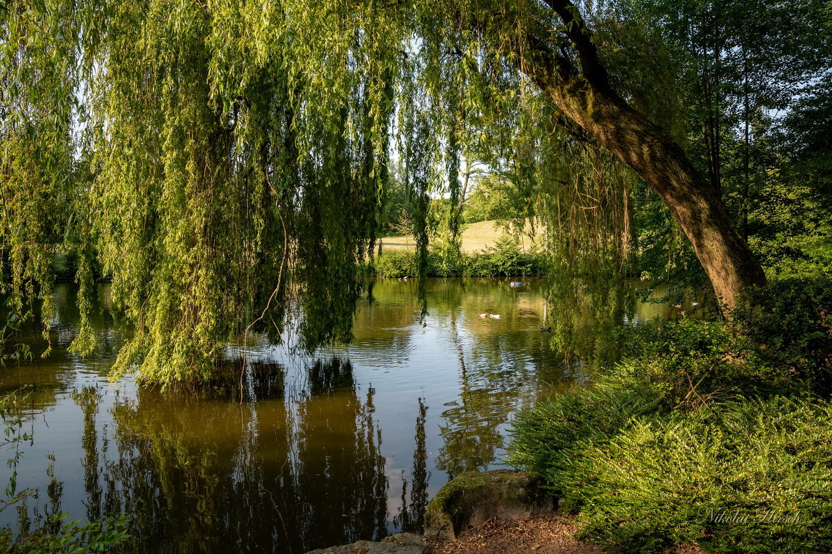 У склонённой ивы - Николай Гирш У склонённой ивы - Николай Гирш