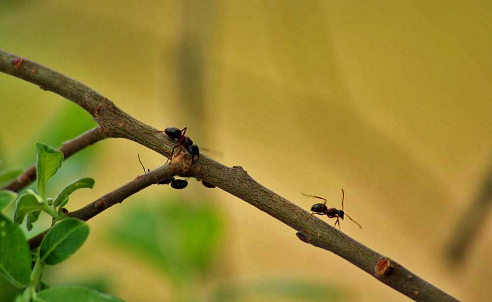 Июнь...Муравьи ищут тлей! - Владимир 
