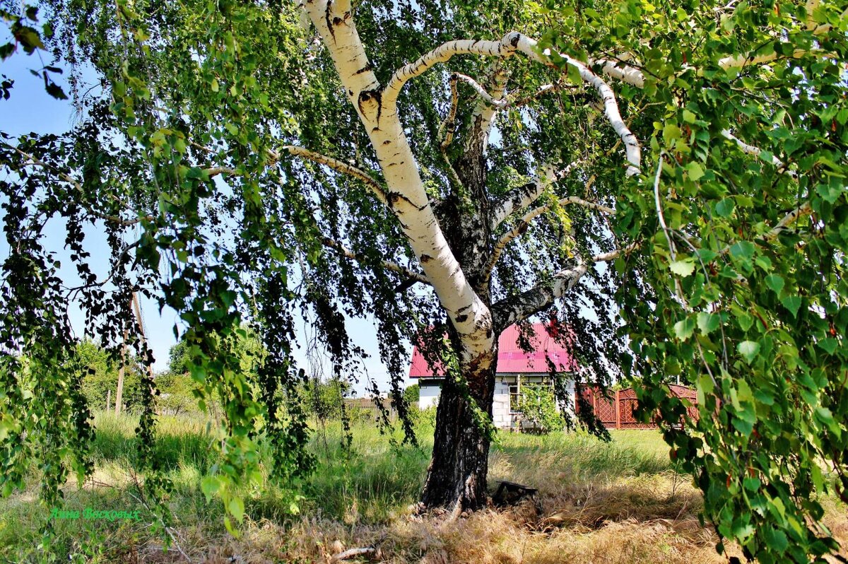 Берёза патриарх. - Восковых Анна Васильевна 