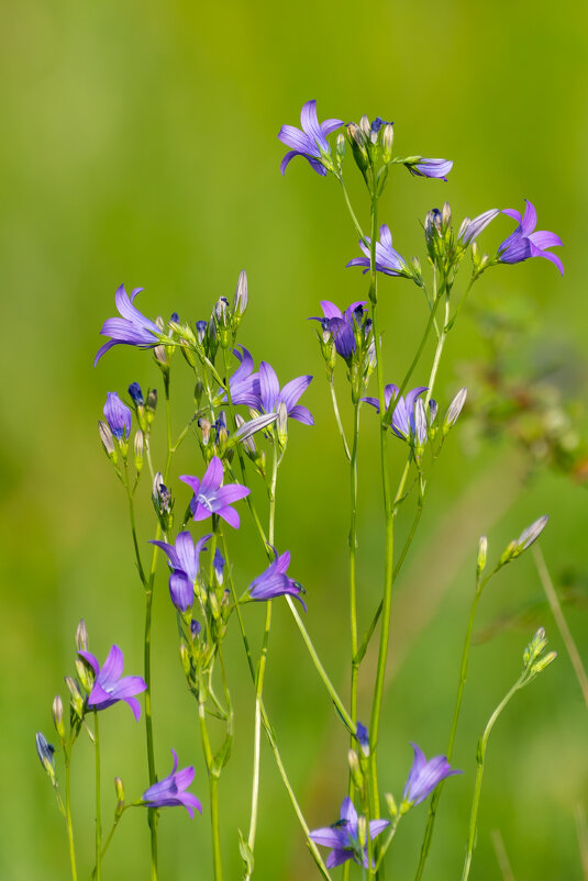 Лето. - Владимир Лазарев Лето. - Владимир Лазарев