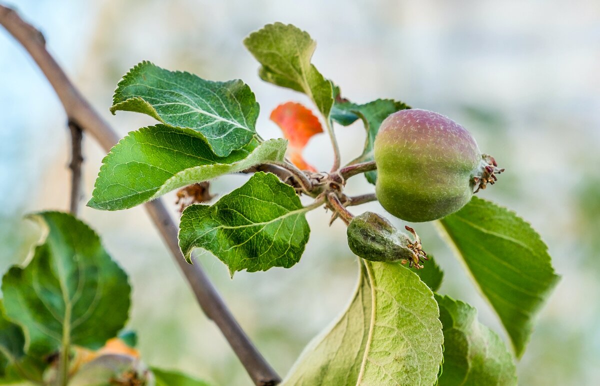 Близнецы - Валерий Иванович Близнецы - Валерий Иванович
