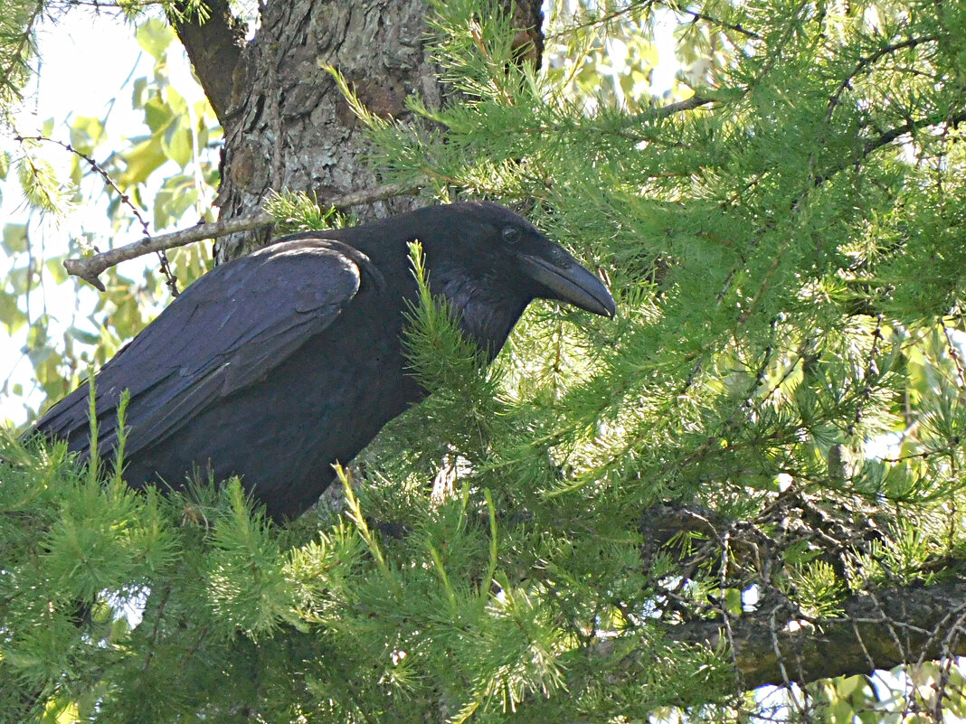 Ворон - Лина 