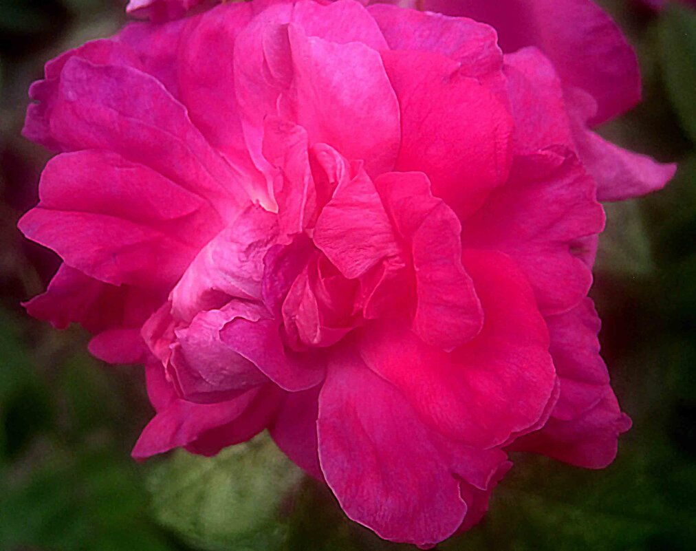 Аленький цветочек - Елена Семигина Аленький цветочек - Елена Семигина