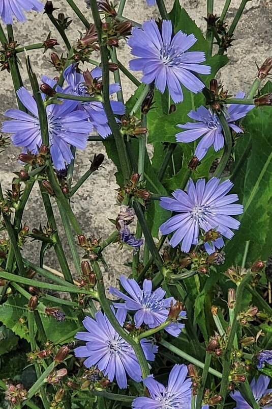 Цикорий - Татьяна Машошина