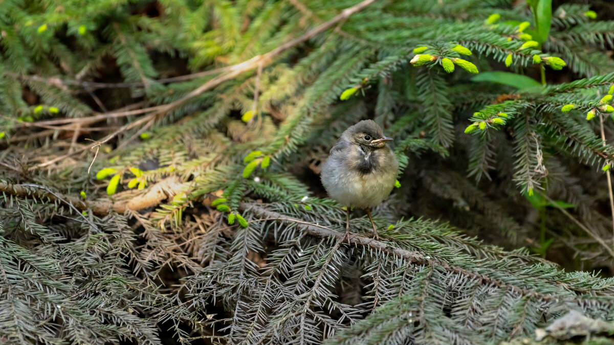 Трясогузка, птенец. - Владимир Лазарев Трясогузка, птенец. - Владимир Лазарев