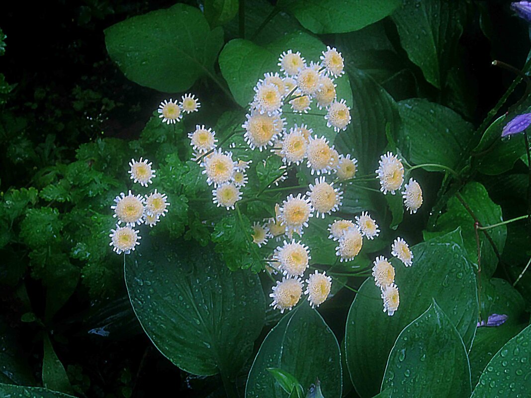на улицах города - Елена Семигина на улицах города - Елена Семигина