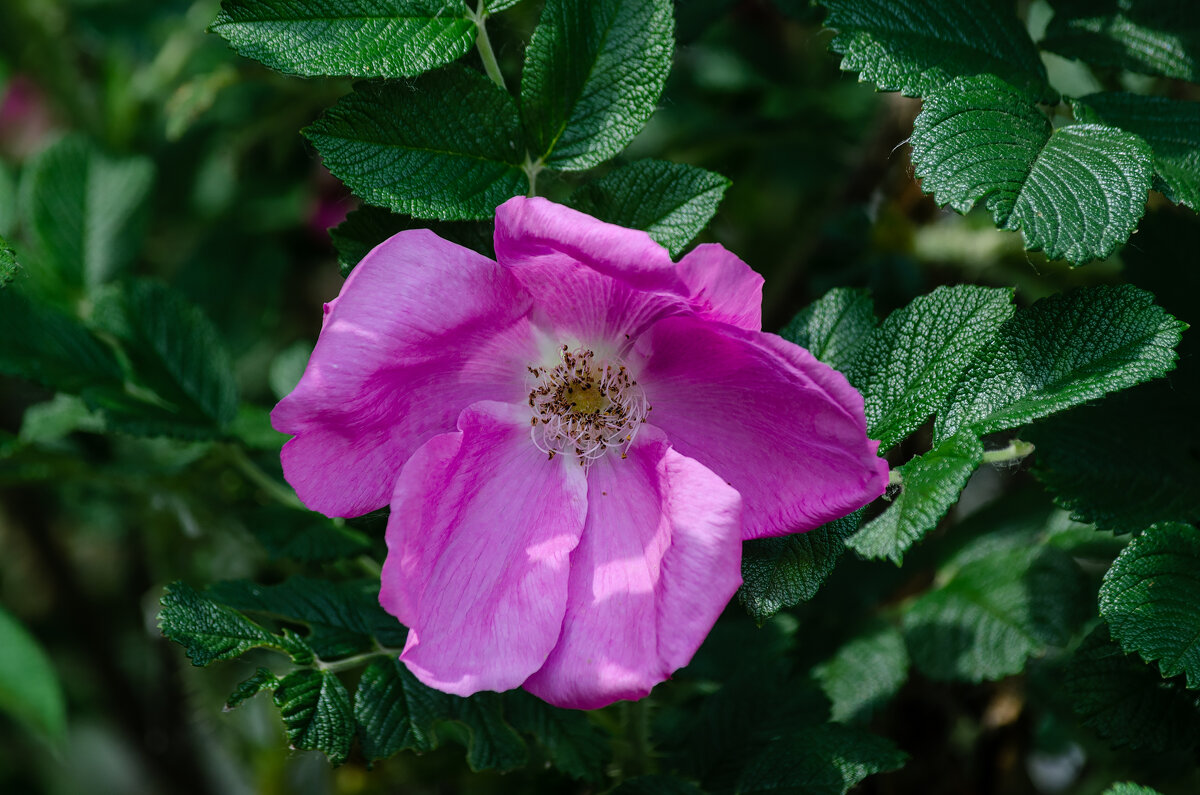Прекрасное лето. - Виктор Иванович Чернюк Прекрасное лето. - Виктор Иванович Чернюк