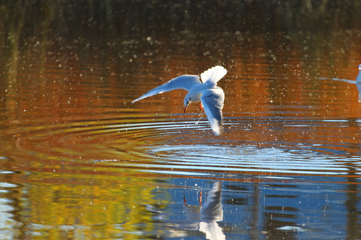 Рыбалка - Екатерина Токарская Рыбалка - Екатерина Токарская