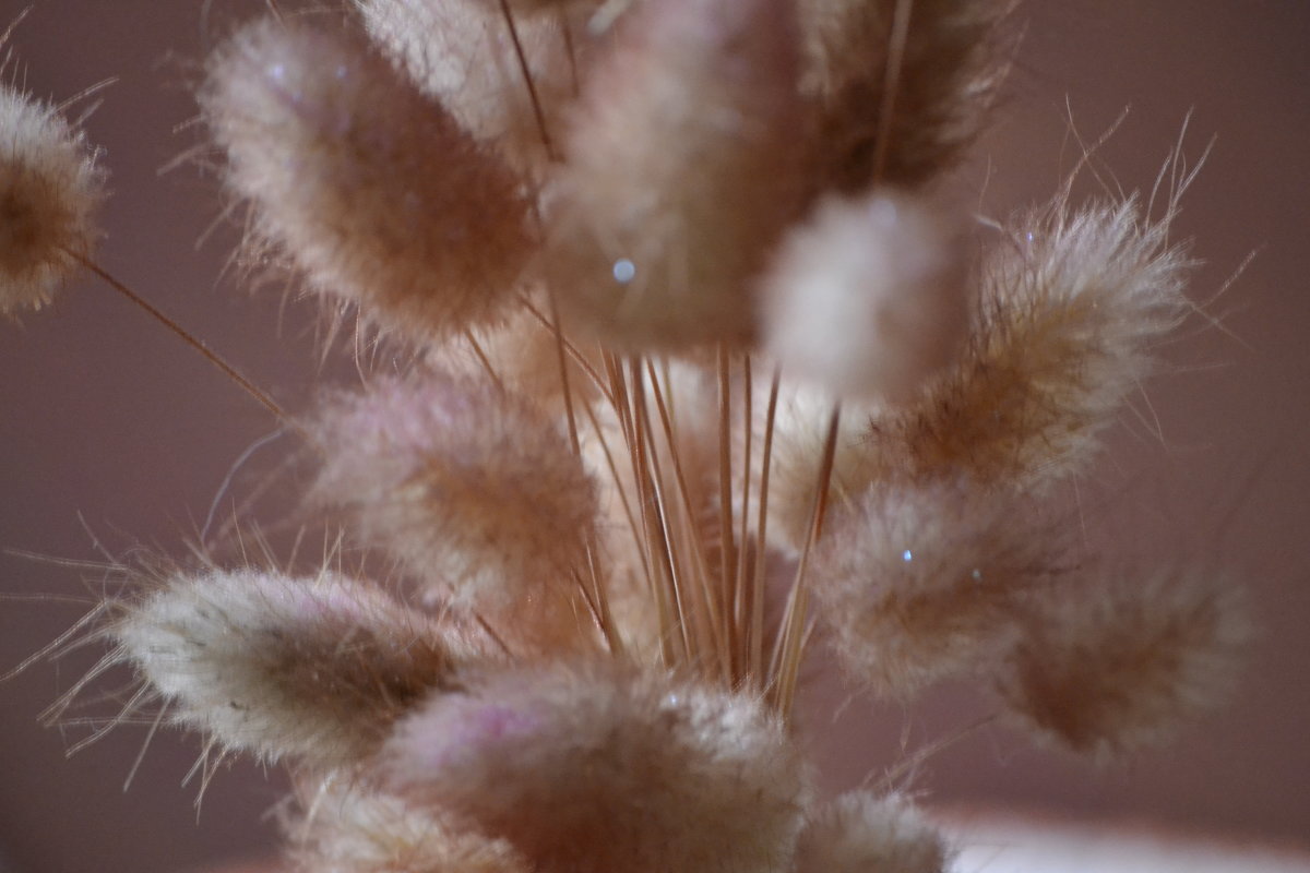 Пух - Надежда Абрамова