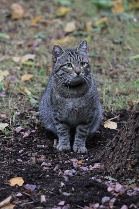 Лесная кошечка - Дмитрий Сушкин Лесная кошечка - Дмитрий Сушкин