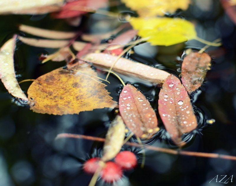 leaves - Aleksandra Efimova