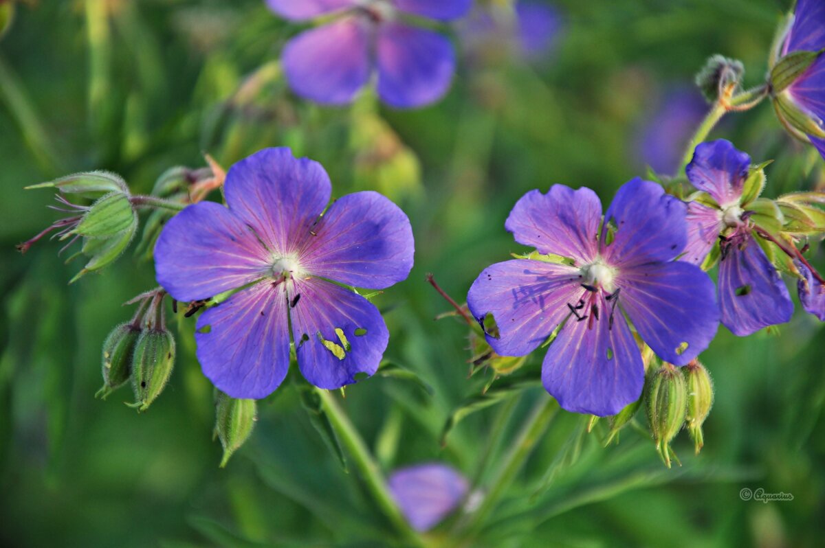 Про лето... - Aquarius - Сергей Про лето... - Aquarius - Сергей