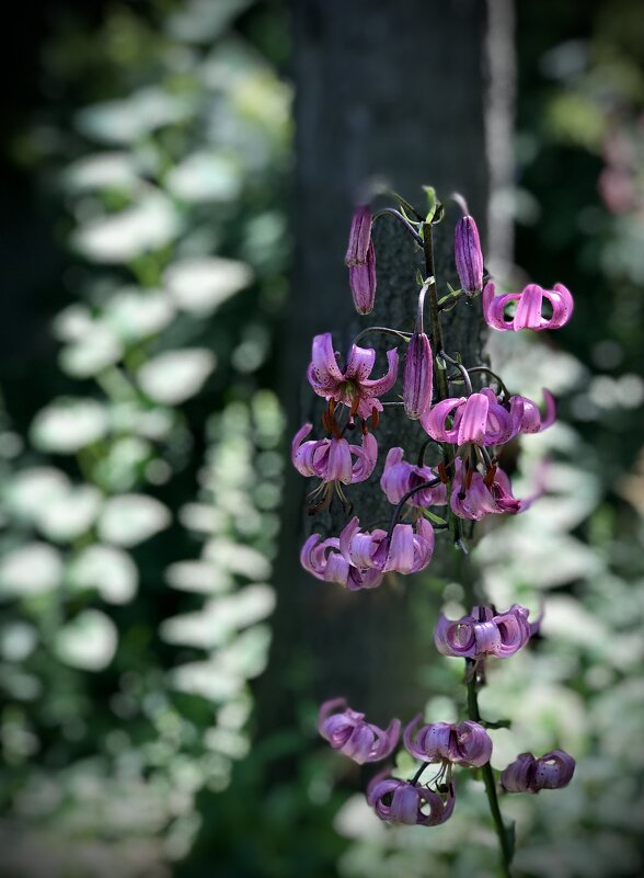 Лилия кудрявая - Любовь 