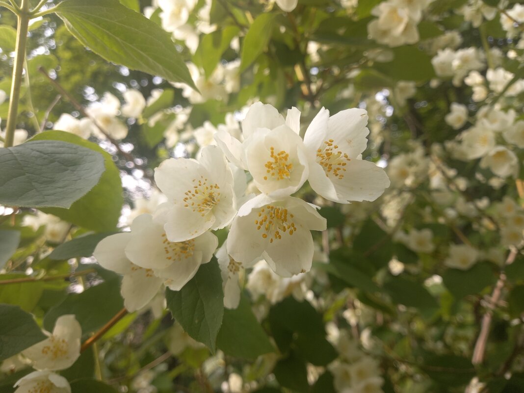 Чубушник - Сапсан 