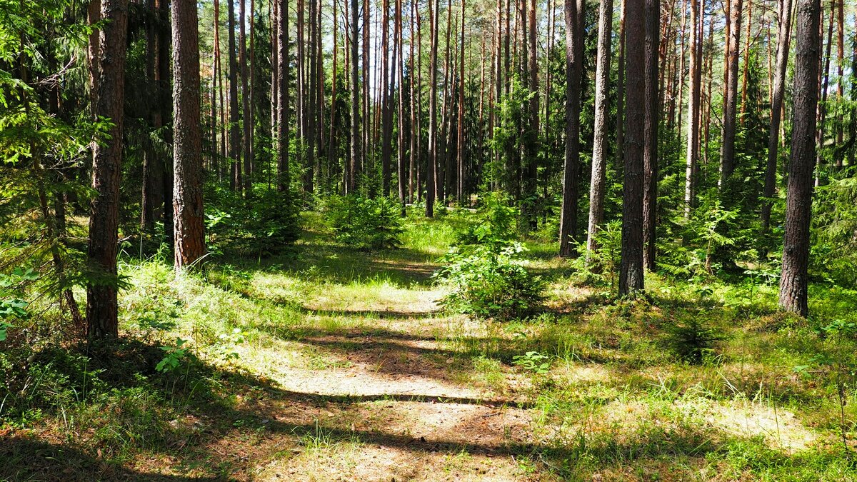 Лес в пригороде Смоленска (репортаж из поездок по области). - Милешкин Владимир Алексеевич 