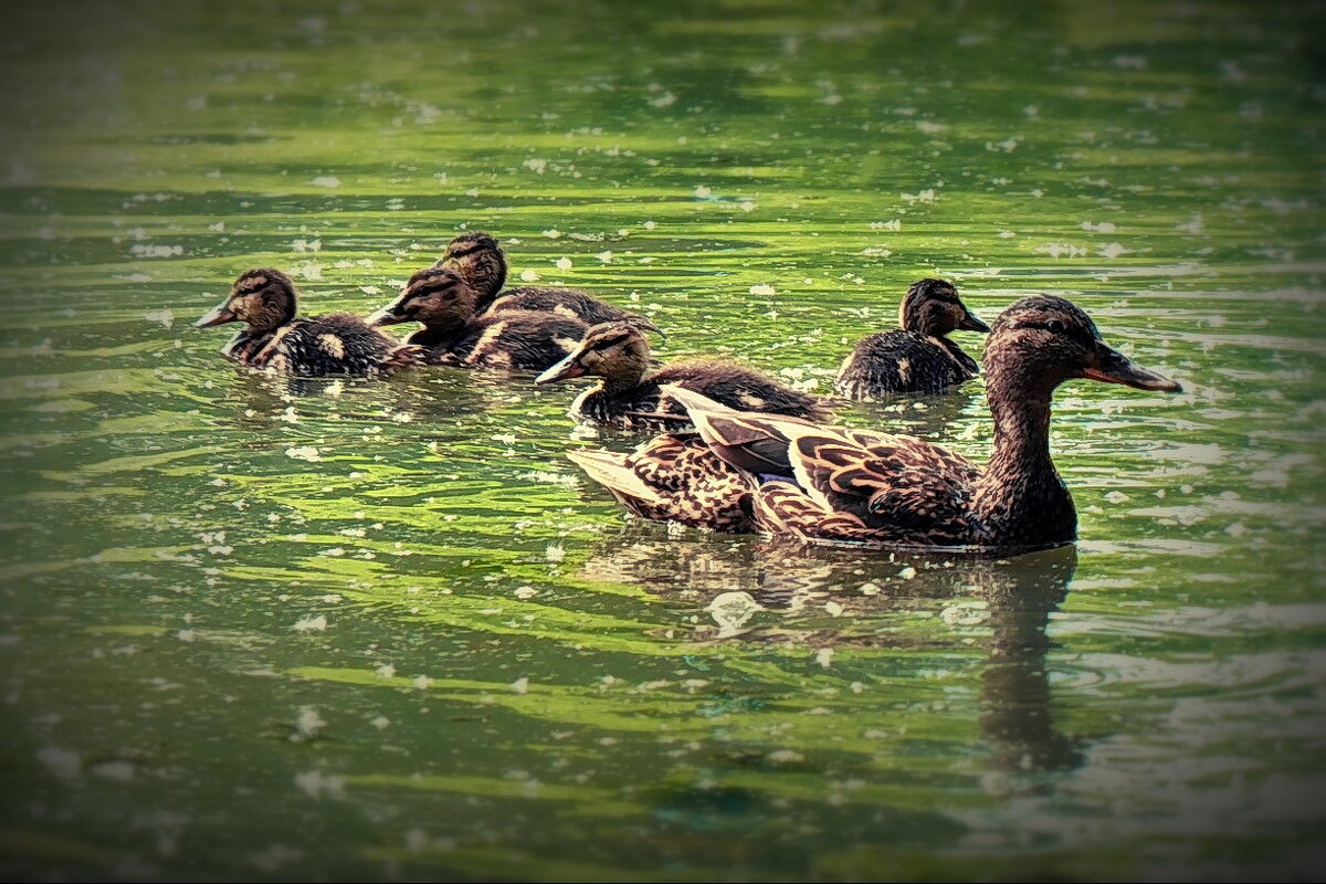 На пруду... - Владимир Шошин На пруду... - Владимир Шошин