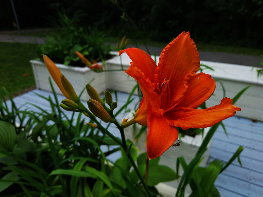 Комар, который имел интерес к цветку, а не ко мне - Андрей Лукьянов Комар, который имел интерес к цветку, а не ко мне - Андрей Лукьянов