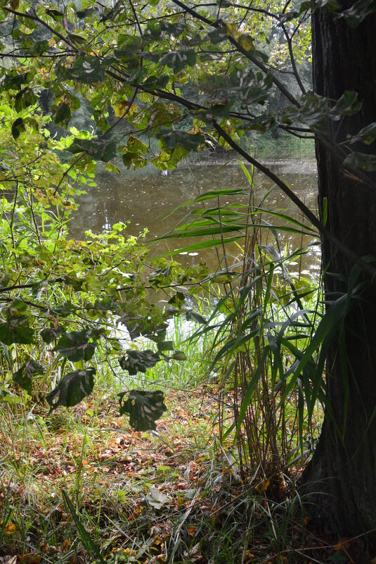 старинный пруд - Галина R... старинный пруд - Галина R...