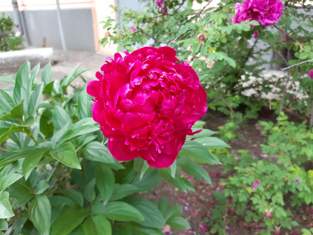 Городские цветы после дождичка - Галина Минчук Городские цветы после дождичка - Галина Минчук