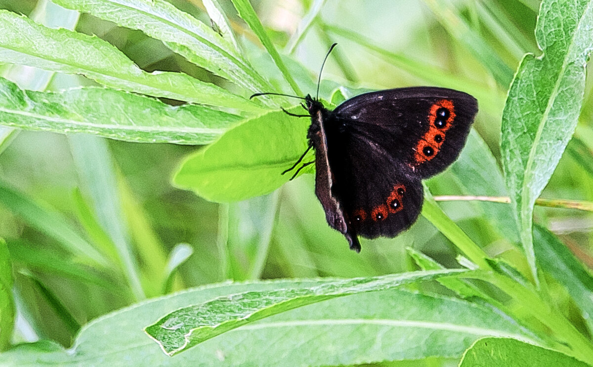 *** - Владимир Безбородов