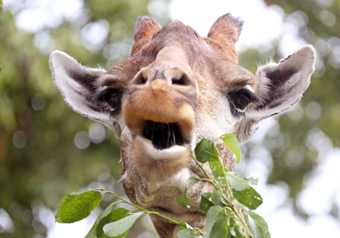 жираф - Михаил Бибичков