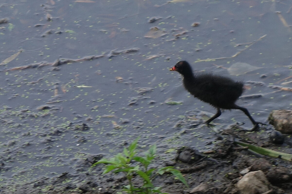 На соседнем озере камышата уже бегают... - Маргарита Батырева
