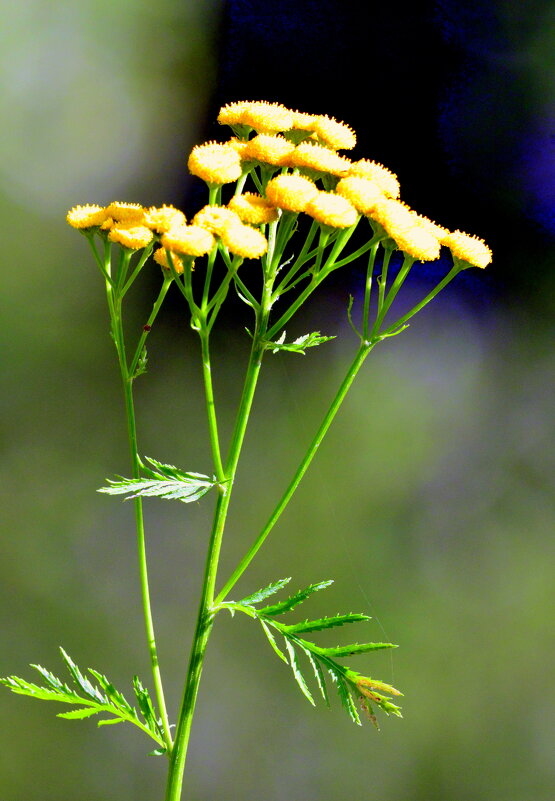 На обочине парковой дорожки - 2 - Сергей 