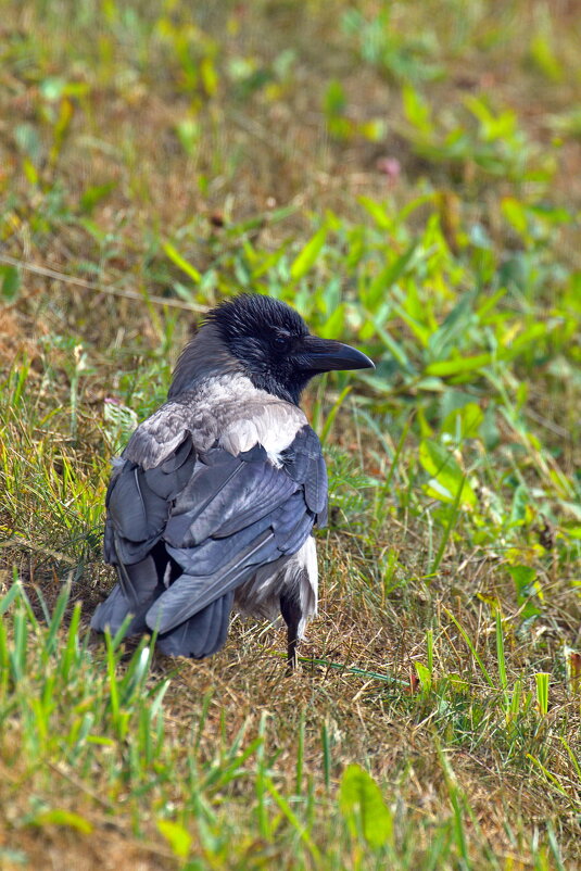 Птичка кавказской наружности #2 - M Marikfoto Птичка кавказской наружности #2 - M Marikfoto