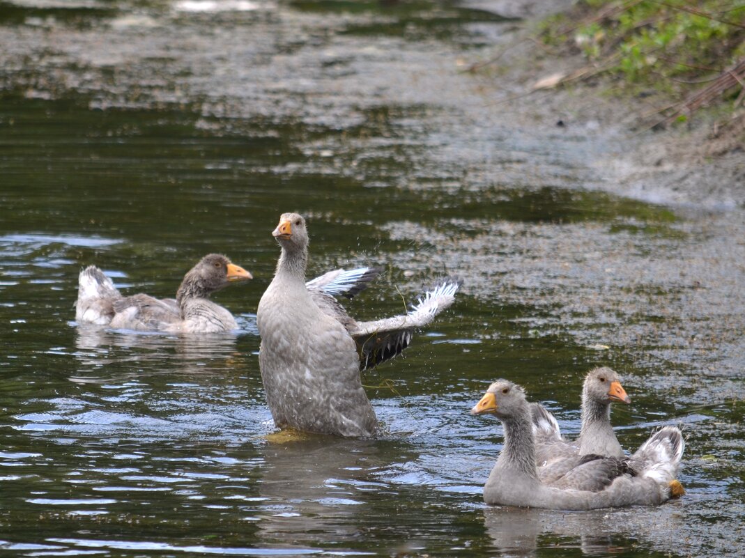 Гуси - Savayr Гуси - Savayr