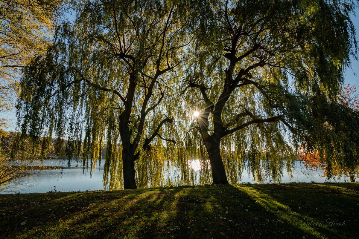Сквозь ветви - Николай Гирш