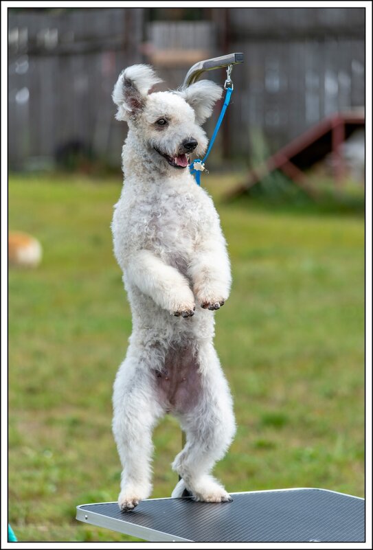 *** - Игорь Волков