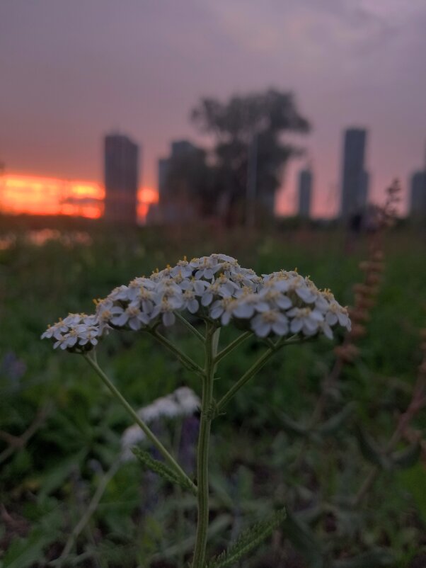 Тысячелистник - Сапсан 