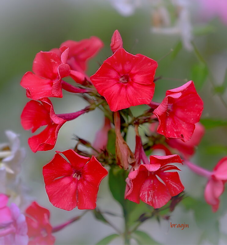 просто флоксы цветут... - Andrey Bragin просто флоксы цветут... - Andrey Bragin