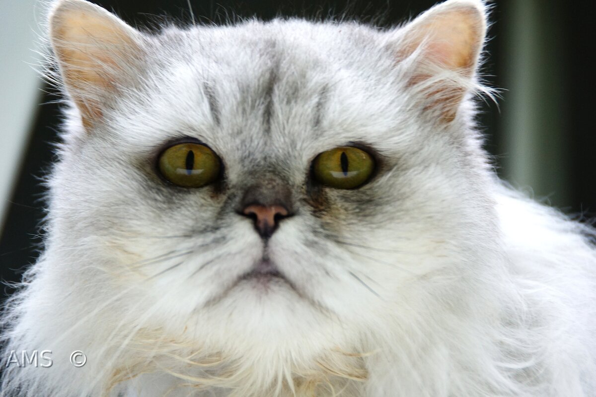 Пуся - kolyeretka Пуся - kolyeretka