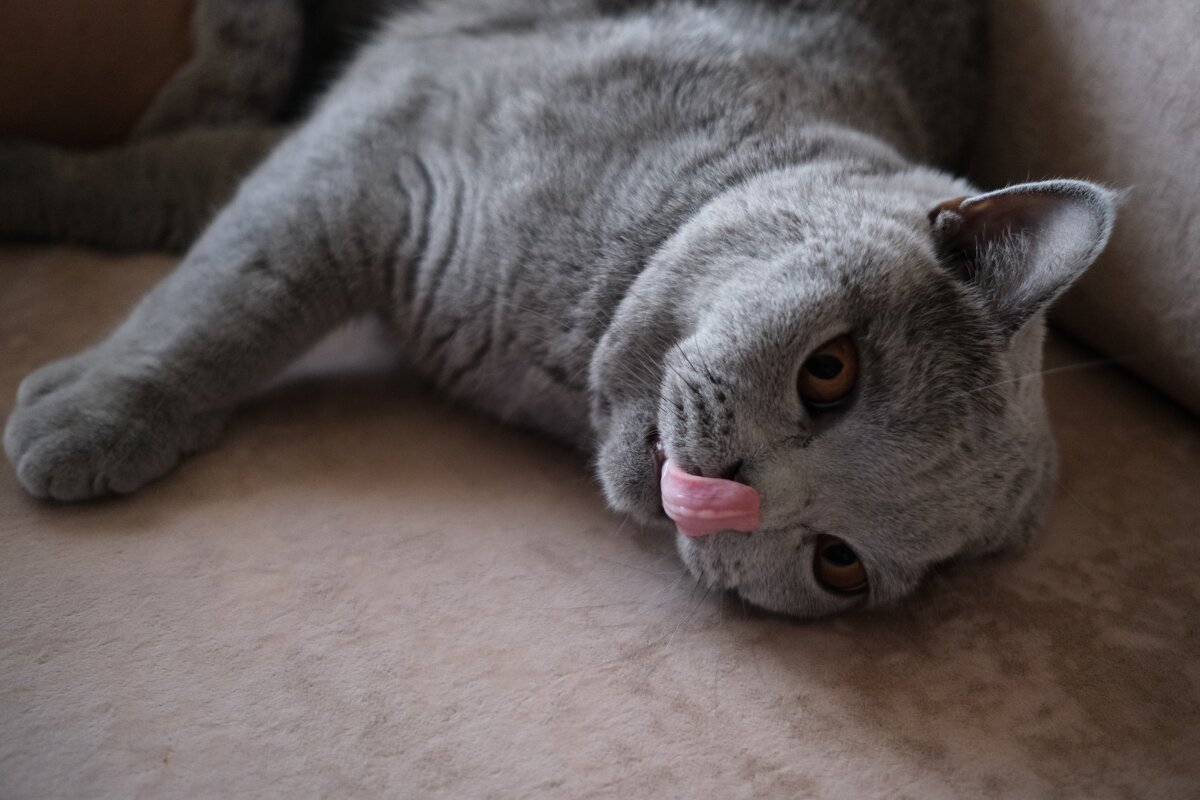 Кот Масик - Лютый Дровосек