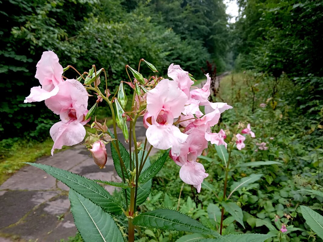 (Impatiens glandulifera) - Heinz Thorns