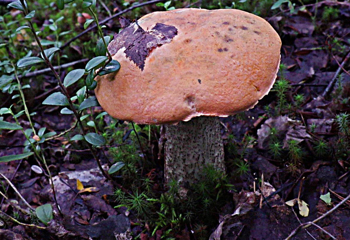 Август... Крепыш-красноголовик! - Владимир 