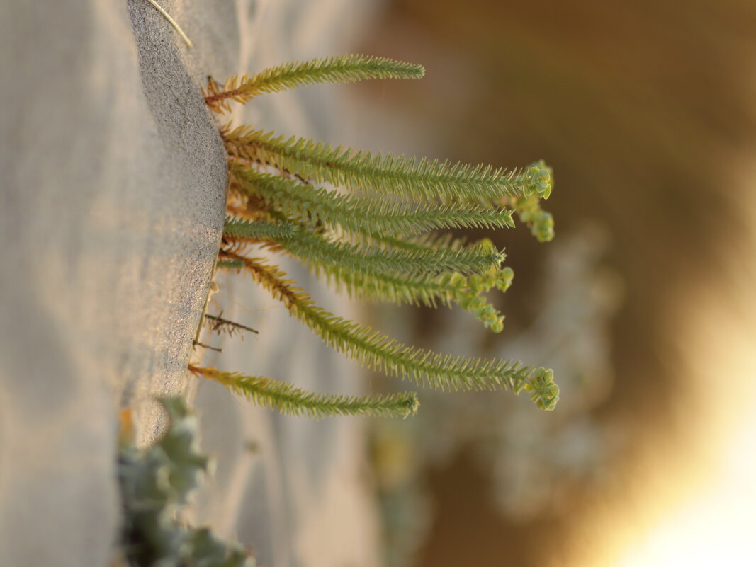 Червячки. - Оля Богданович Червячки. - Оля Богданович