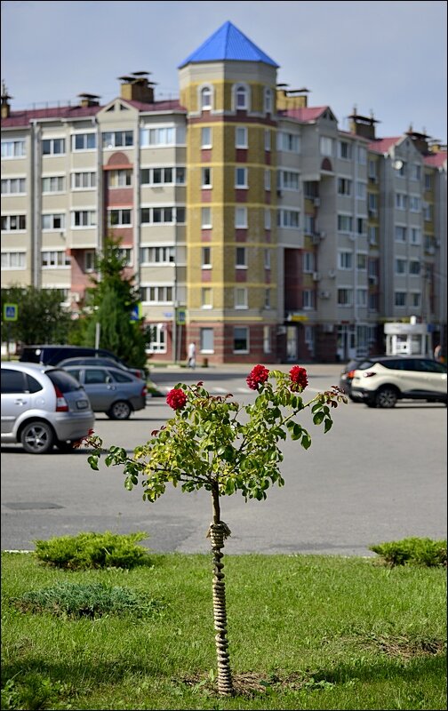 Дубовое - Сеня Белгородский