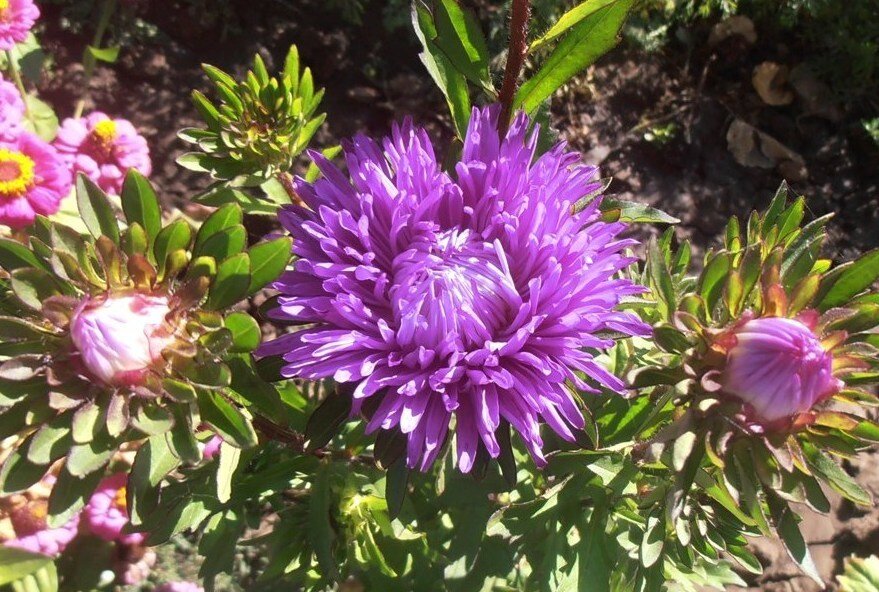 Первая - Наталья 