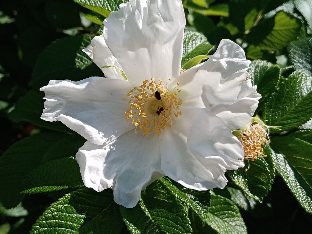 Летнее. - Владимир Драгунский Летнее. - Владимир Драгунский