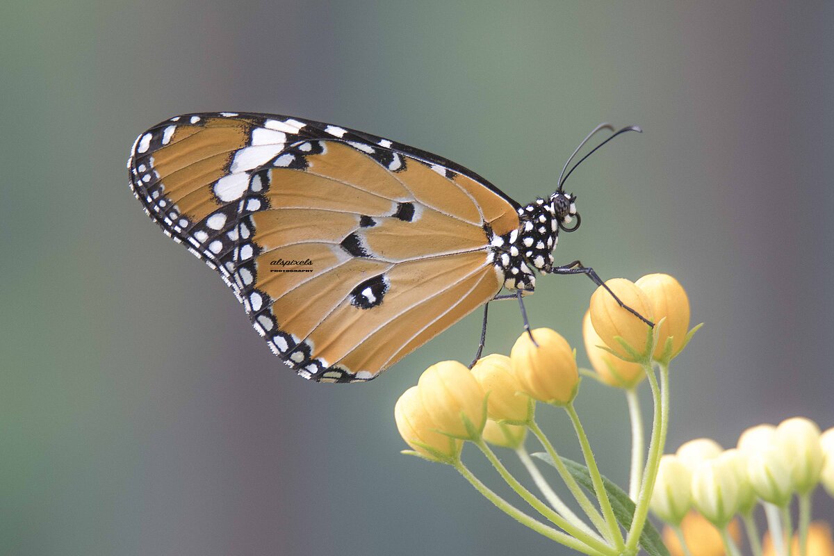 Butterfly - Al Pashang 